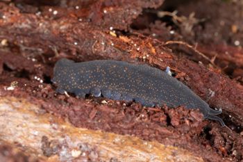 Media type: image;   Invertebrate Zoology 168055 Description: Digital photograph of specimen in life.;